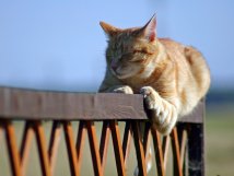 FUMIGACION DE JARDIN ,FUMIGACION DE JARDIN DF